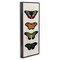 Stupell Industries Butterfly Lineup Vintage Framed Giclee, design by Dan Meneely
